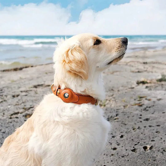 Hunde Halsband mit AirTag-Halterung, Wasserabweisend und Komfortablem Innenfutter 1