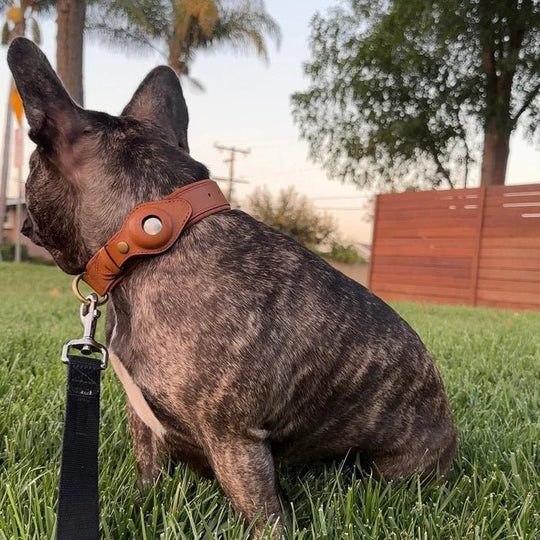 Hunde Halsband mit AirTag-Halterung, Wasserabweisend und Komfortablem Innenfutter 8