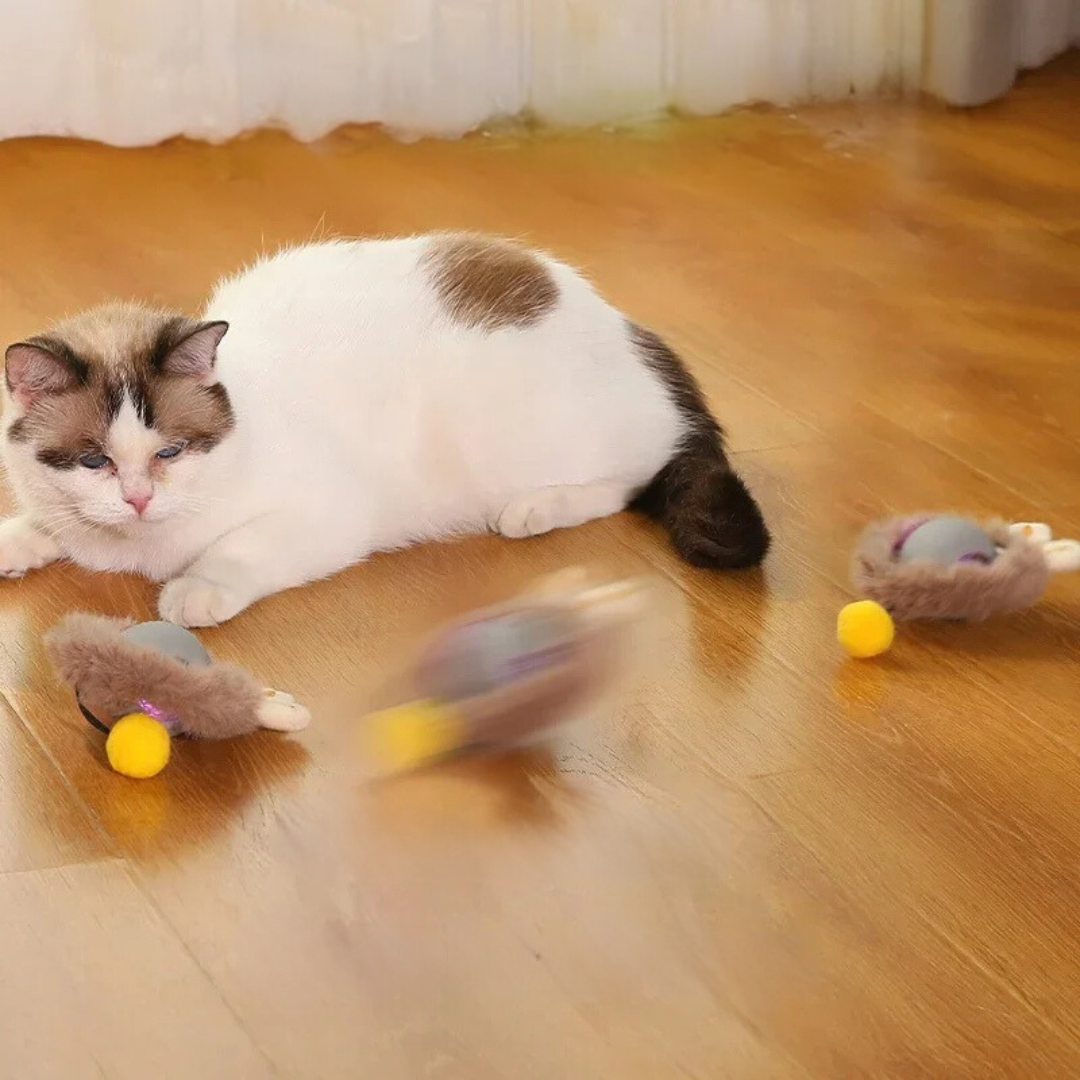 Interaktives Katzenspielzeug Spielzeugball für Katzen mit Bewegungsförderung 2