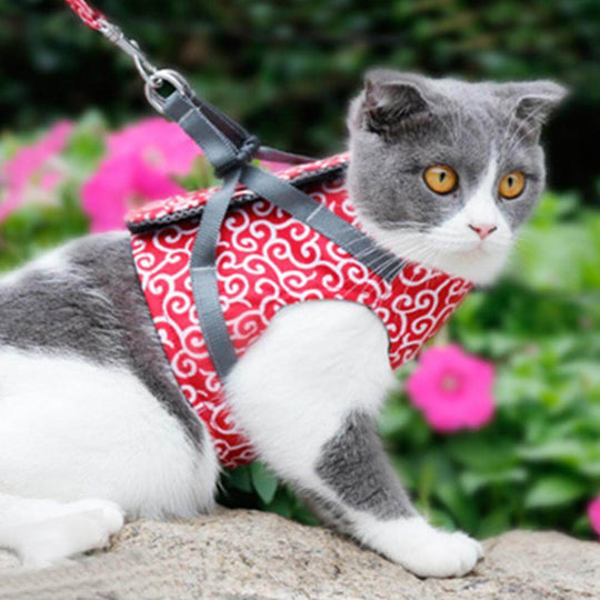 Katzen Geschirr Set für Outdoor Abenteuer 1