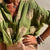 Damenbluse Elegante Baumwoll-Polyester-Mischung für Festliche Anlässe 4